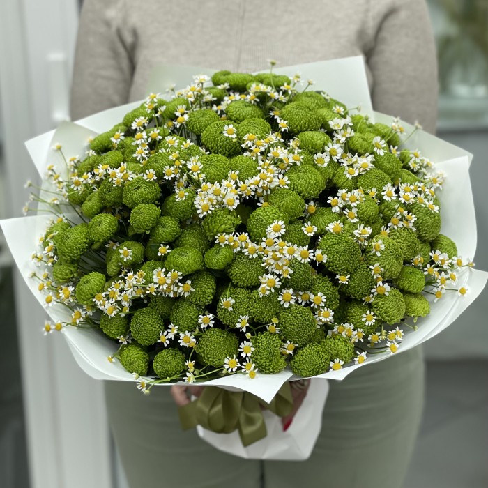 19 зеленых хризантем с ромашкой